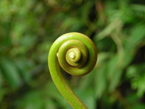 Coiled fern