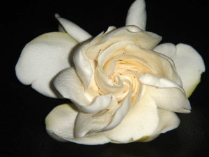 Gardenia