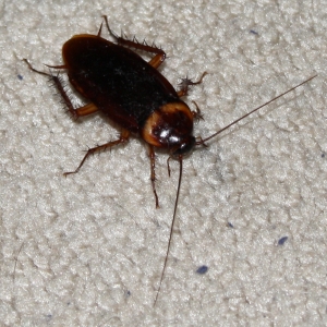 85 American cockroach