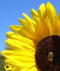 Sunflower and bee