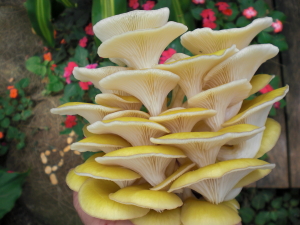 93 Bouquet of mushrooms